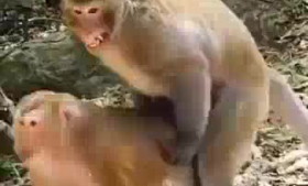 Horny blonde animal pussylicked and toyed.